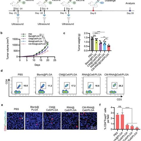 Inhibition Of Tumor Growth By Cancer Vaccine A Schematic Illustration