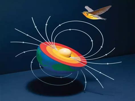 Observing how Magnetism Influences Animal Behavior - Assignment Point