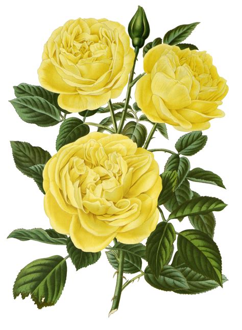 Vintage Yellow Roses Art Free Stock Photo - Public Domain Pictures