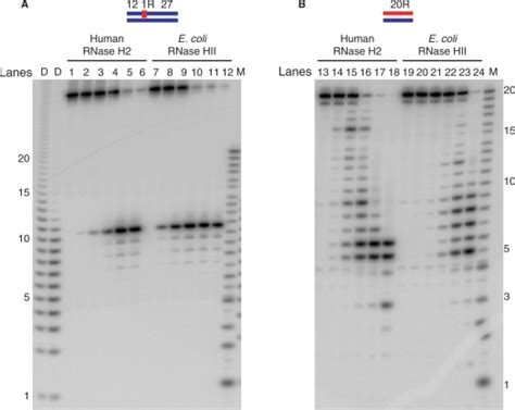 Comparison Of Cleavage Pattern Of Short Substrates With Human Rnase H