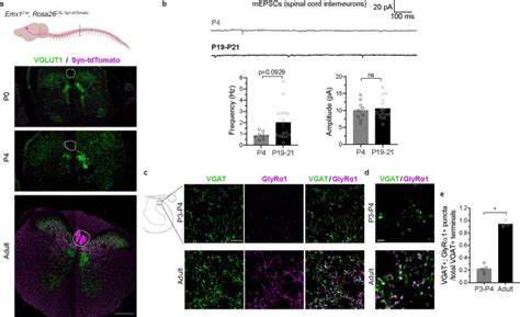 Emx1 Cre Mice Jackson Laboratory Bioz