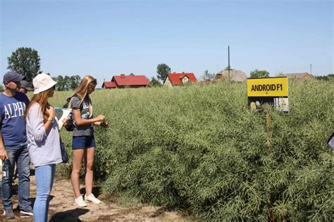 Nowe Odmiany Rzepaku Ozimego I Gorczycy Z Rejestru COBORU