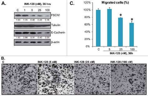 Ink 128 Inhibits Fascin1 E Cadherin Expressions And Ht 29 Cell