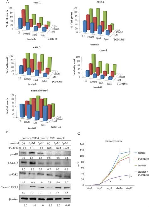 Effects Of Imatinib And Tg On Cd Positive Primary Cells A