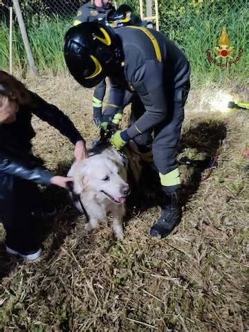 Vigili Del Fuoco Salvano Cane Caduto In Buca Profonda