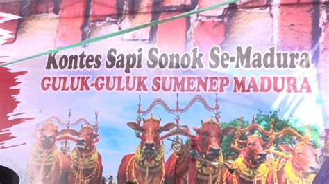 Bupati Sumenep Menghadiri Kontes Sapi Sonok Se Madura Di Guluk Guluk