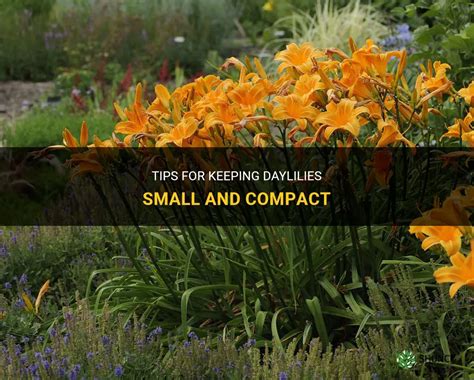 Tips For Keeping Daylilies Small And Compact ShunCy