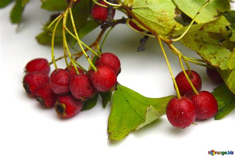 Barberry berries isolated on a white background free image - № 46501