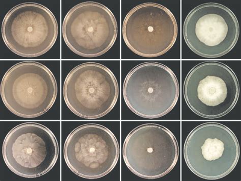 Colony Morphology Of Isolates WAC13201 Ex Type And WAC13205 Of