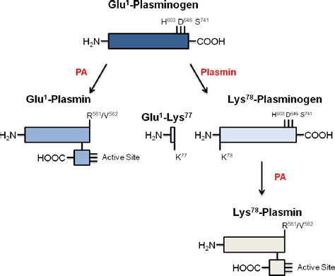 Analysis of Lipoprotein(a) Receptors: Roles in Catabolism and ...