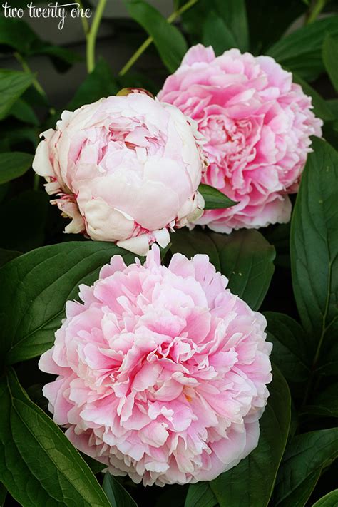 Sarah Bernhardt Peony