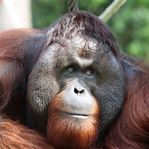 Why Do Male Orangutans Develop Cheek Pads Orangutan Appeal Uk