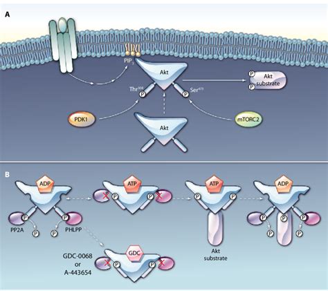 A Activation Of Akt Involves Translocation To The Plasma Membrane And