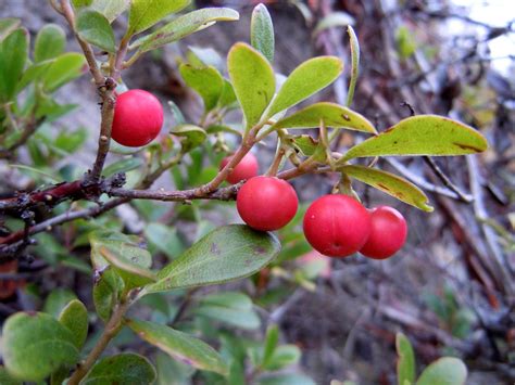 Толокнянка обыкновенная - Arctostaphylos uva-ursi