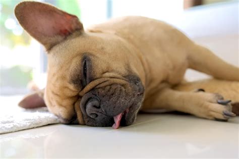 Cachorro Cansado Com A Língua Para Fora