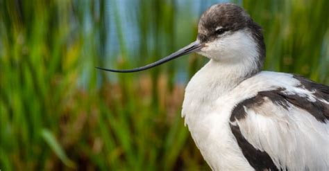 Birds With The Longest Beaks Imp World