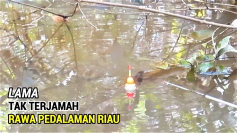 Ganasnya Ikan Di Spot Perkebunan Sawit Riau Yang Belum Terjamah