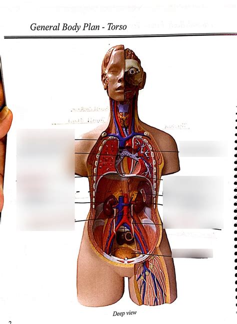 General Body Plan - Deep Organs Diagram | Quizlet