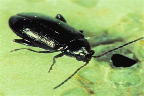 Flea Beetles Top Manitobas 2019 Watch List Grainews