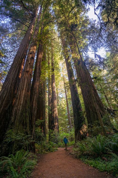 best hiking and backpacking trails in redwoods national and state parks ...