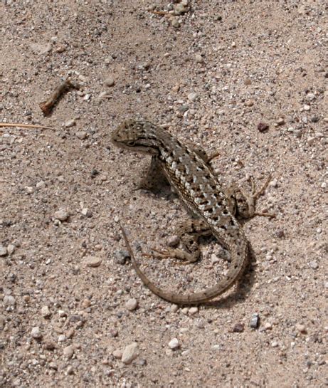 Plateau Fence Lizard