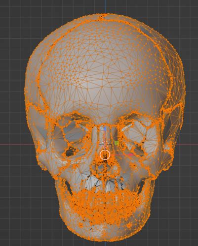 3d Model Of Skull Bones Skull And Face