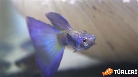 Moscow Blue Guppy: Care, Characteristics, and Breeding Guide