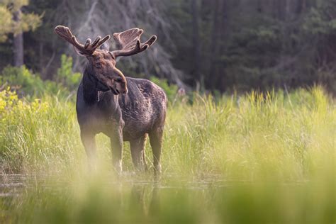 Algonquin Park Wildlife & Landscape Photography Workshop — Follow Me North