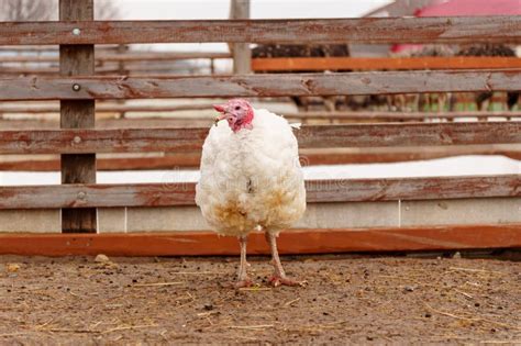 Turkey Farm Turkey Close Up Turkey Rearing Concept Selective Focus