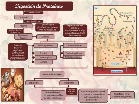 Blog De Fisiolog A Uas De Gisselle Gpe Camarillo Ramos Digesti N De