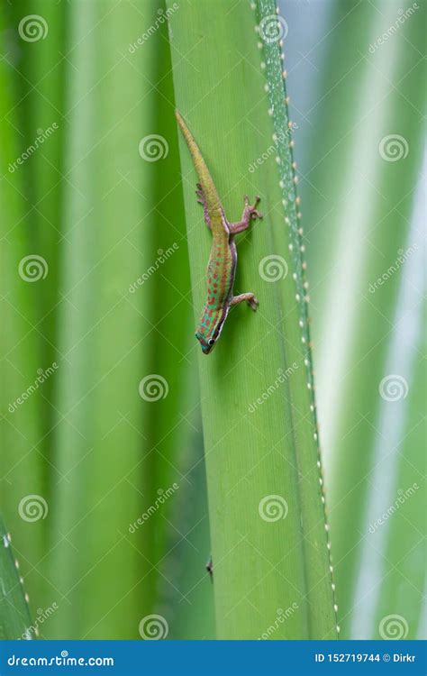 Blue Tailed Day Gecko Phelsuma Cepediana Stock Photo Image Of