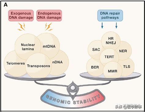 综述：衰老的十二大特征端粒酶细胞线粒体新浪新闻