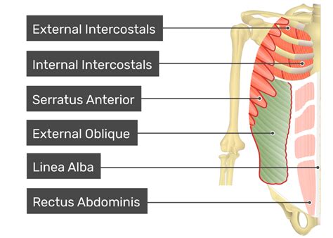 External Oblique Muscle Origin And Insertion 