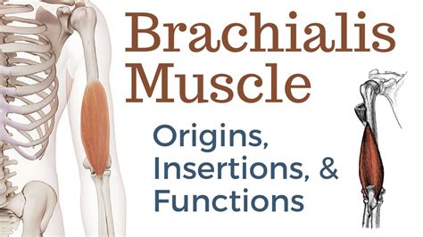 Brachioradialis Muscle Origin And Insertion