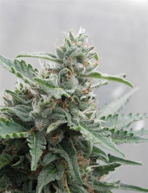 Deimos Seed Reviews - Buddha Seeds | Marijuana Guides