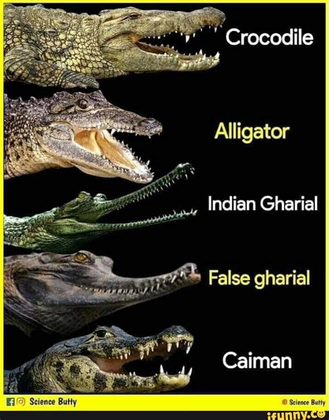 Alligator Vs Crocodile Vs Caiman Vs Gharial