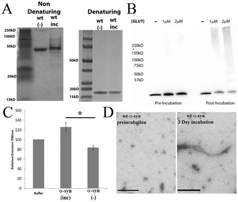 A Synuclein Aggregate Characterization A Wild Type A Synuclein