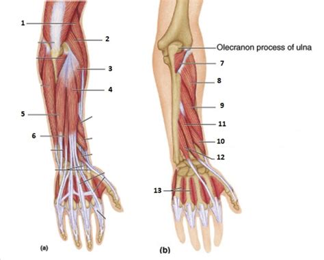 otot extensor lengan bawah Diagram | Quizlet