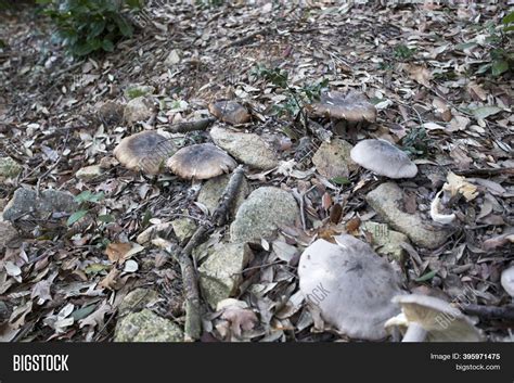 Agaricales Image & Photo (Free Trial) | Bigstock