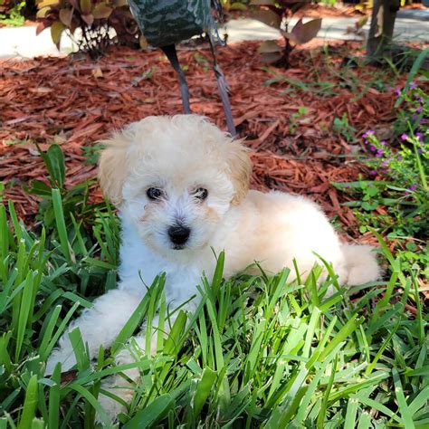 Maple Apricot Maltipoo Puppy Female Michele S Puppies Paws