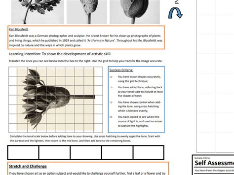 Observational Drawing Cover Lesson Karl Blossfeldt Teaching Resources