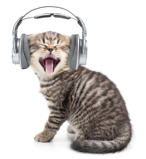 Singing Funny Cat Or Kitten In Headphones Stock Photo Image Of Kitten