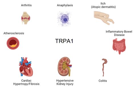 Ijms Free Full Text Trpa1 Expression And Pathophysiology In Immune