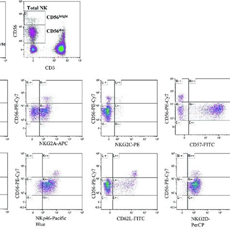 Gating Strategy To Identify Nk Subsets In Representative Whole Blood