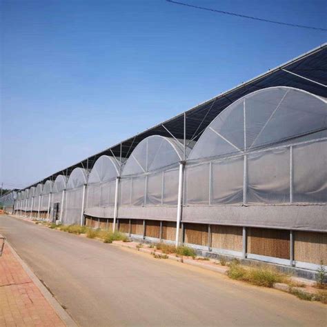 Multi Span Arch Type Film Greenhouse With Hydroponic System For