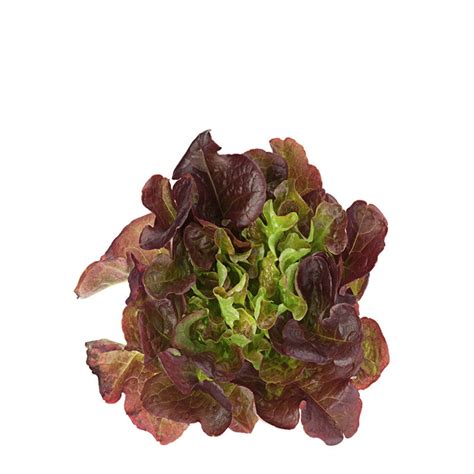 LECHUGA HOJA DE ROBLE MORADA En Tu Huerta De Proximidad DeHigosaPeras