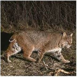 Bobcat / Predator PA Hunt