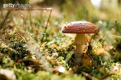 Wild Poisonous Amanita Muscaria Mushroom Growing In Autumn Forest