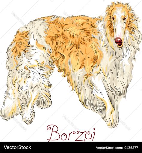 Borzoi Dog Breed Royalty Free Vector Image Vectorstock