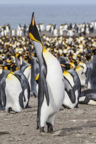 'King Penguin (Aptenodytes Patagonicus) Breeding Colony at St. Andrews ...